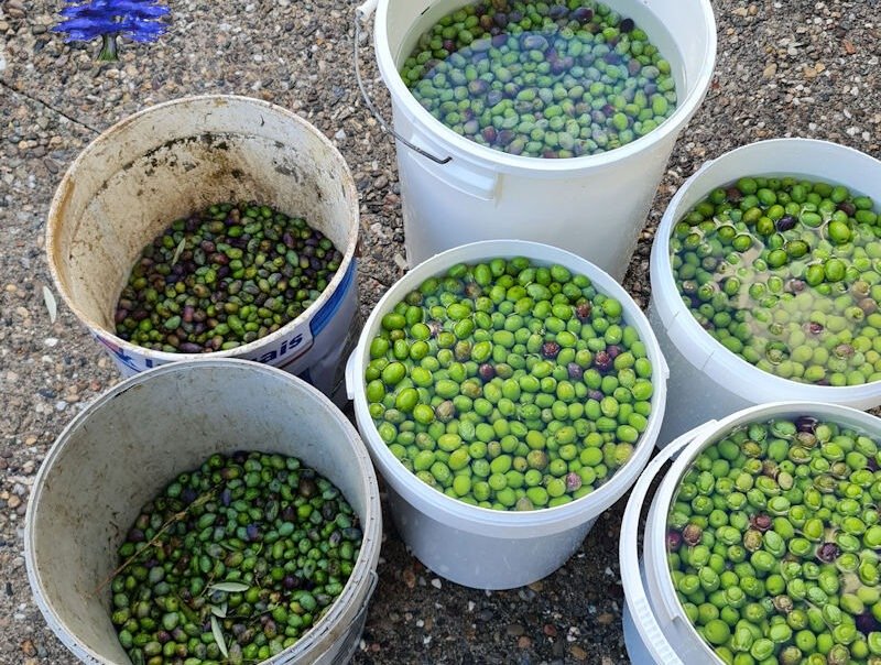 Récolte 2023 des olives au Domaine Ô Cèdre Bleu