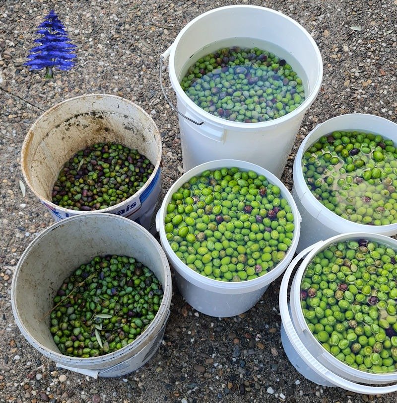 Récolte 2023 des olives au Domaine Ô Cèdre Bleu